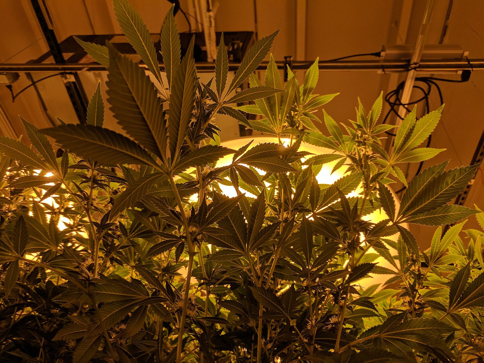 Latam e American Airlines barram o embarque de produtos de Cannabis em voos dos Estados Unidos