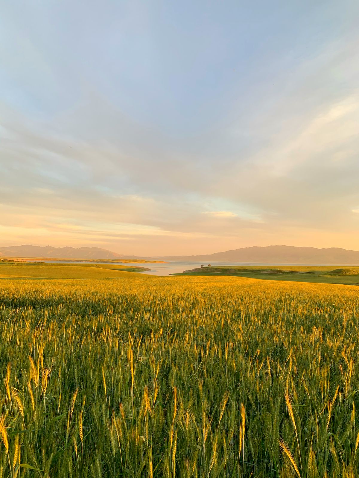 Mudanças Climáticas Ameaçam Colheita Tradicional de Zimbro na Europa
