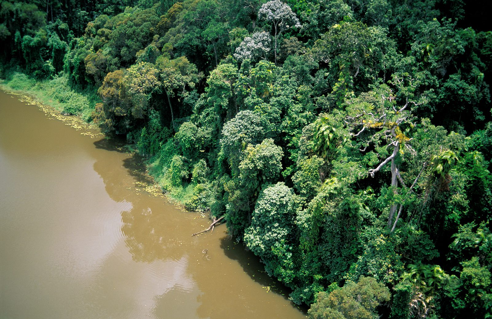 Reino Unido anuncia US$ 540 milhões para o Fundo Florestas Tropicais para Sempre