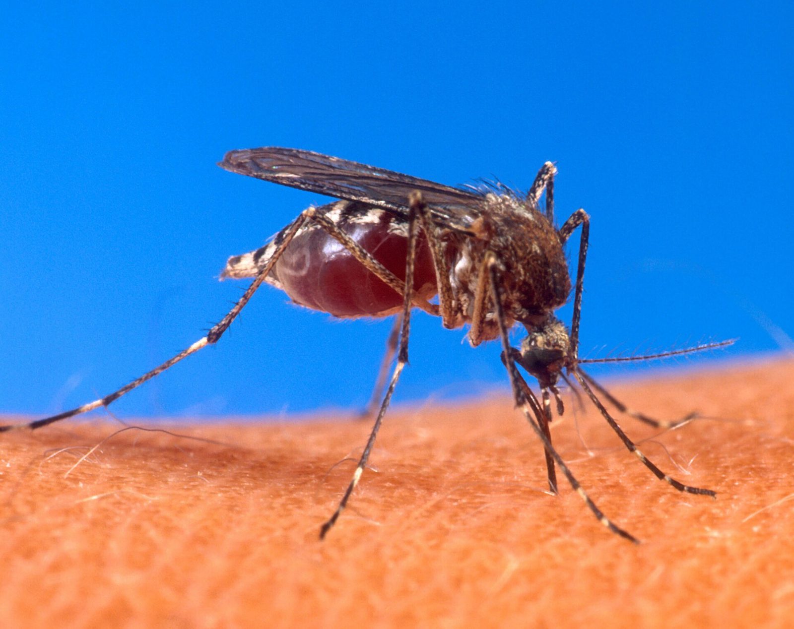 São Paulo tem 81 cidades em epidemia de dengue, mas casos e mortes caem mais de 90% em relação